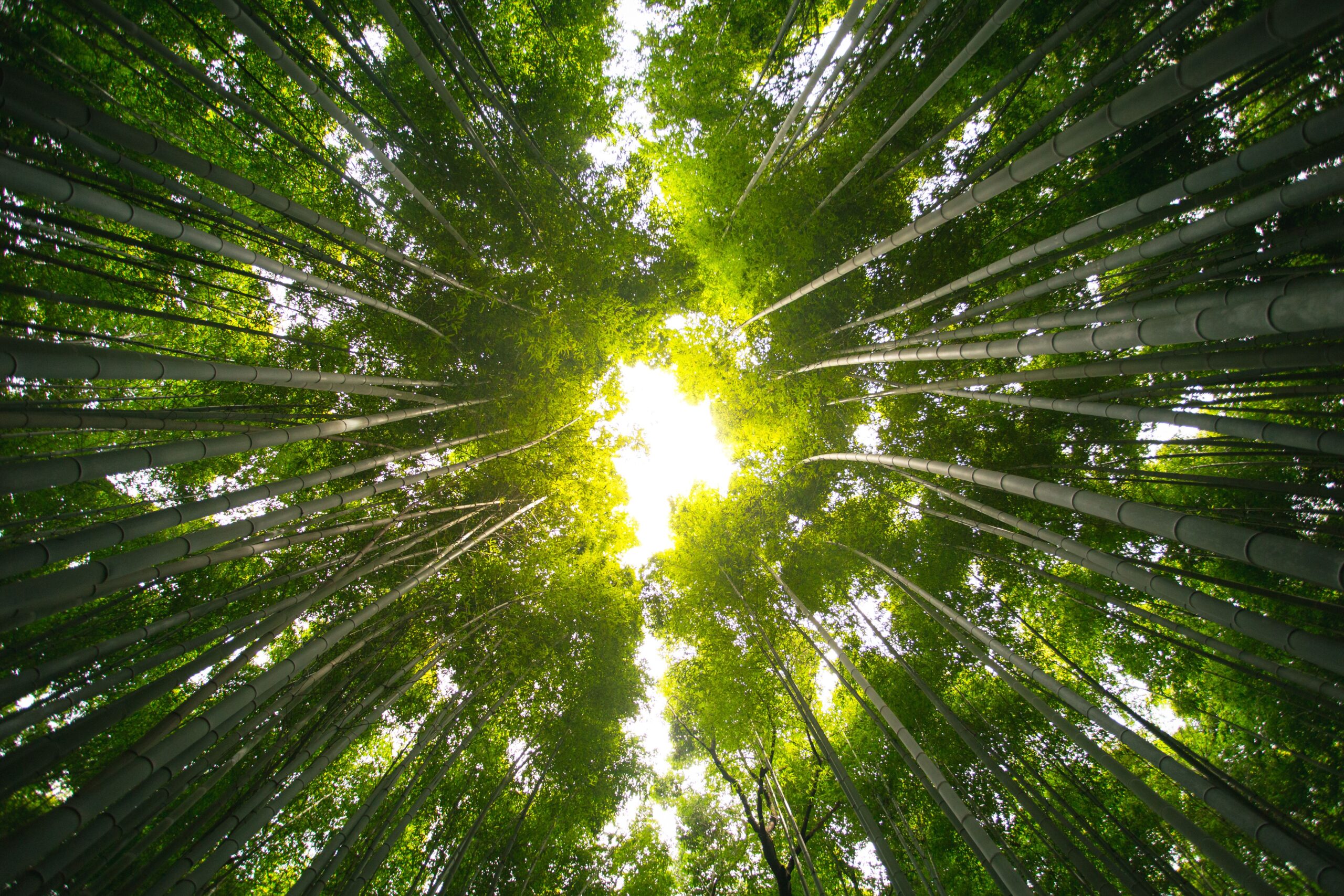 cleantech co pexels marek piwnicki 3907296 15174040